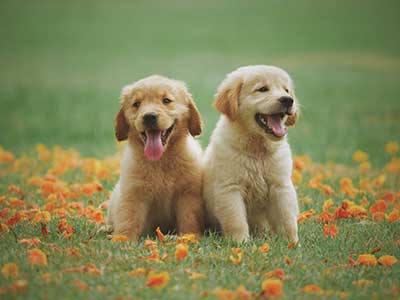 Two Yellow Labrador Retriever Puppies in Field