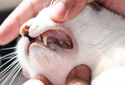 Veterinarian Checking Teeth of Cat