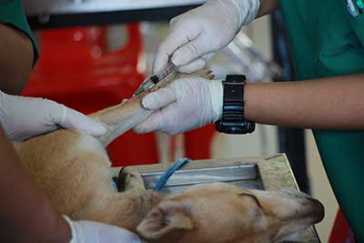 Veterinarian Vaccinating Adult Tan Pit Bull Terrier