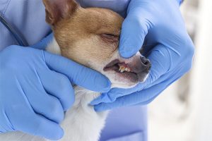 Getting Dental Care for Your Pup