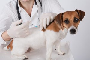 How to Identify Heartworm Symptoms in Your Dog