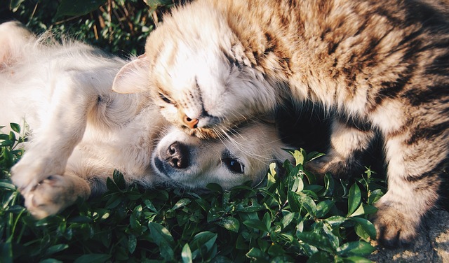 Cats VS. Dogs: Helping Your Furry Friends Get Along