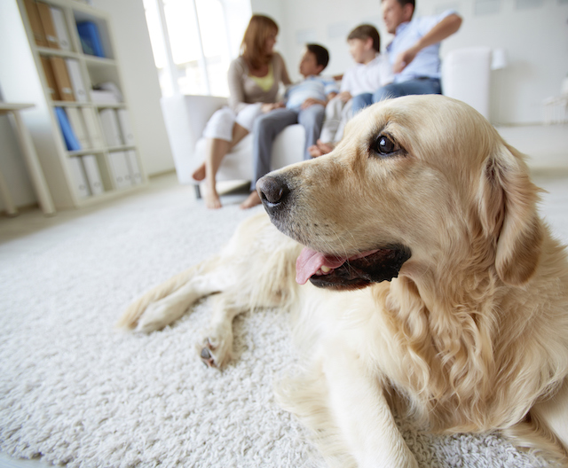 Helping Your Pet Deal with Anxiety