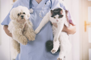How to Know Your Pet Needs to Go to the Veterinarian