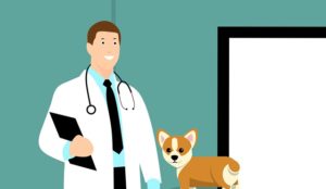 What are the Differences between an Animal Hospital and a Veterinary Clinic?