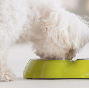 What Do I Feed My Dog when They Have an Upset Stomach?