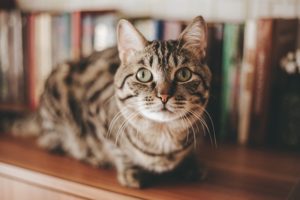 Human Foods that Can Harm Your Cat