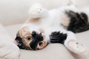 5 Ways to Ensure Your Cat is Active 