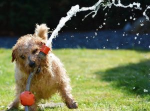 Keeping Your Pooch Cool During the ‘Dog Days’ of Summer