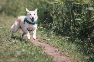 dogs grooming schedule alexander animal hospital