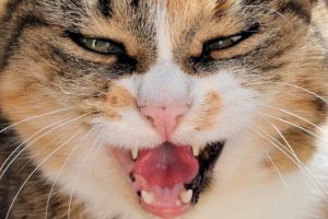 3 Reasons Your Cat is Hostile