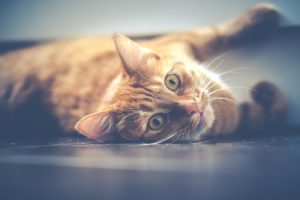 pet allergies cat edition alexander animal hospital severna park md maryland