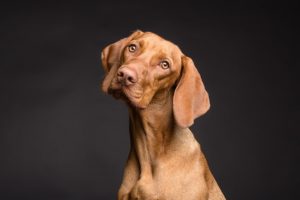 How to Decipher Your Dog’s Body Language
