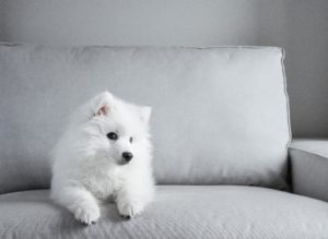 Relieving Puppy Boredom in the Wintertime