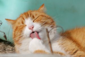 Foods That Can Bother Your Cat