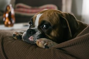 Why Your Pets' Feet Smell Weird