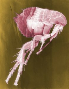 Winter Flea and Tick Prevention Tips