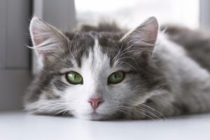Is Your Cat Feeling Stressed? 3 Signs to Look For