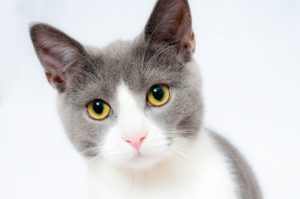 Cats and Dog Treats