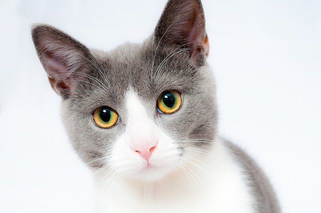 Taking Care of Your Cat
