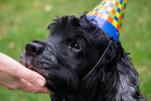 Good Advice for Taking Care of Senior Dogs