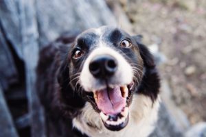 Dental Care Basics for Your Dog