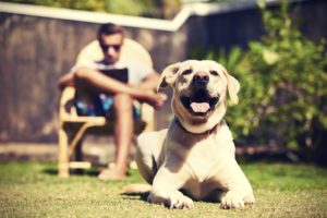 how to prevent your dog from overheating