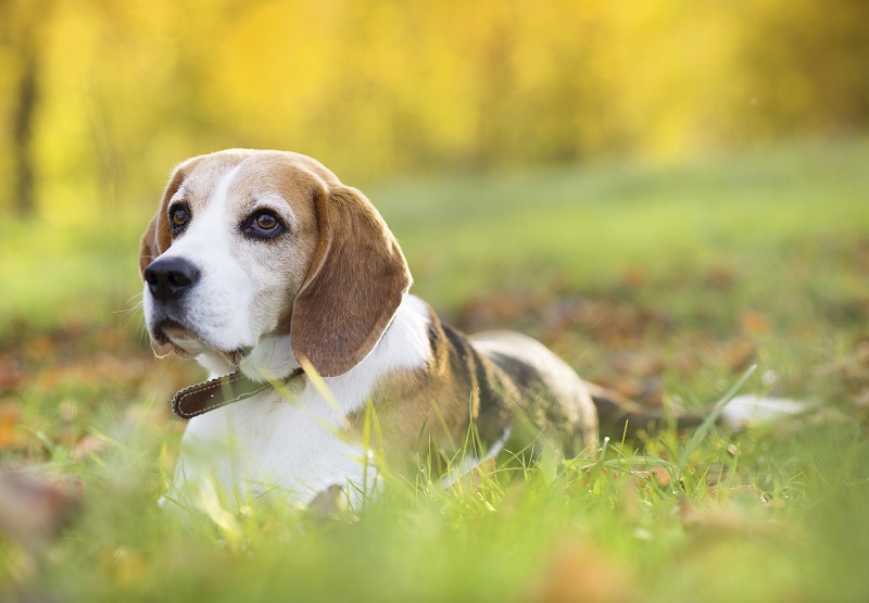 Essential Pet Safety Tips for Fall Alexander Animal Hospital