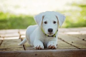 lost pet microchip id alexander animal hospital severna park md