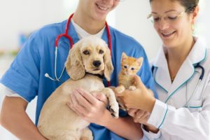 pet wellness exams