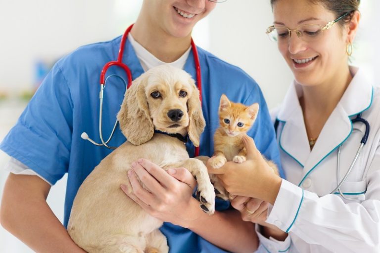 Why Regular Pet Wellness Exams Are Necessary Alexander Animal Hospital
