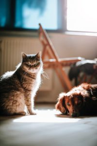 Pet Care Tips: How to House Train Them