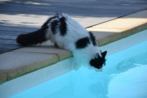 In fact, there are some easy and effective ways to encourage your precious kitty to learn how to swim.