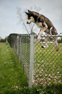 canine aggression dog behavior alexander animal hospital