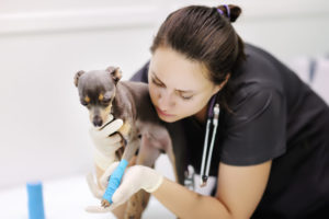 veterinarian animal lover care alexander animal hospital maryland