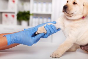 alexander animal hospital protect paws from road salt