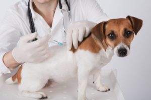 alexander animal hospital puppy vaccines