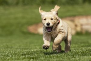 alexander animal hospital vets microchip pets