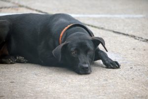 alexander animal hospital dog overweight