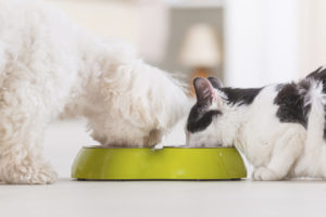 alexander animal hospital pet is drinking enough water