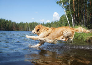 alexander animal hospital Maintain Your Dog Cool and Comfortable During the Summer