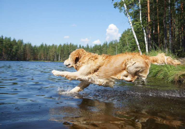 Ways to Maintain Your Dog Cool and Comfortable During the Summer