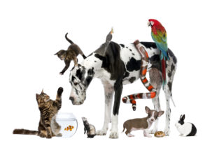 alexander animal hospital Ideal Pets for Vegan Households