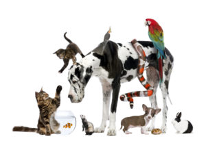 alexander animal hospital Ideal Pets for Vegan Households alexander animal hospital Ideal Pets for Vegan Households