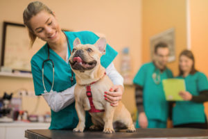 alexander animal hospital pet vaccines