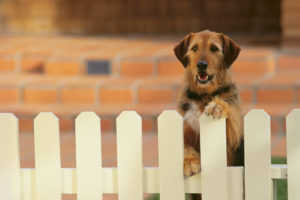 alexander animal hospital Pets Experience Separation Anxiety