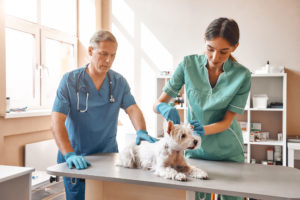 alexander animal hospital dog's private part is stuck out