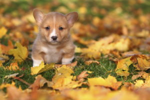 alexander animal hospital Dogs Eat Poop