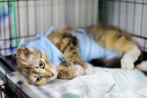 alexander animal hospital feline chronic kidney disease