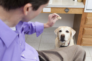 alexander animal hospital most common dog health problems